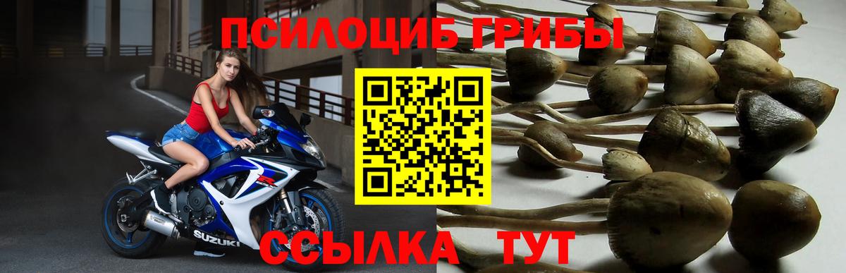 Псилоцибиновые грибы прущие грибы  Вход с VPN  хочу   Рубцовск 